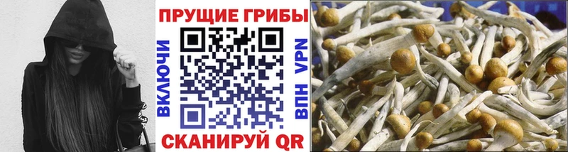Купить  Болотное  Галлюциногенные грибы GOLDEN TEACHER 